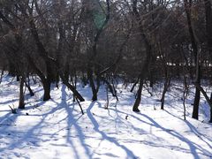 -北陵公园