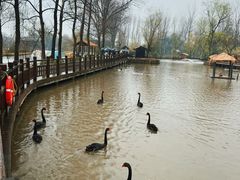 -溱湖国家湿地公园