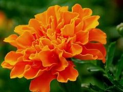 -硗碛藏寨·神木垒景区