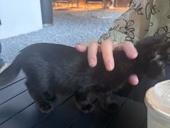 -J Create城市露营咖啡·简餐·宠物(上海动物园店)