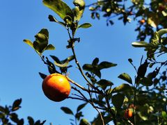 -广州市流溪河国家森林公园