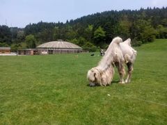 -武陵山森林公园