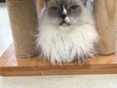 -共舞时光猫咖·狗咖(新街口店)
