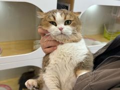 -青奢宠物·青奢猫舍