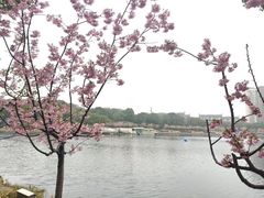 -新江湾城公园