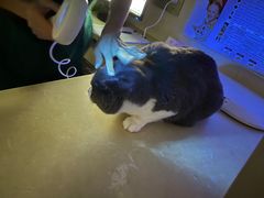 -瑞派康怡24h宠物医院·犬猫医疗中心·微创绝育(瑞景分院)