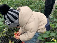 -前小桔亲子创意农场·草莓采摘·露营烧烤