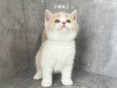 -小猫来了·猫舍(红山六九七九店)