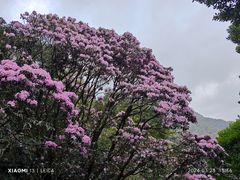 -梧桐山风景名胜区