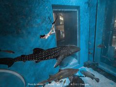 -成都浩海立方海洋公园