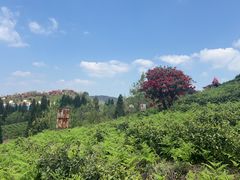-贵州百里杜鹃风景名胜区