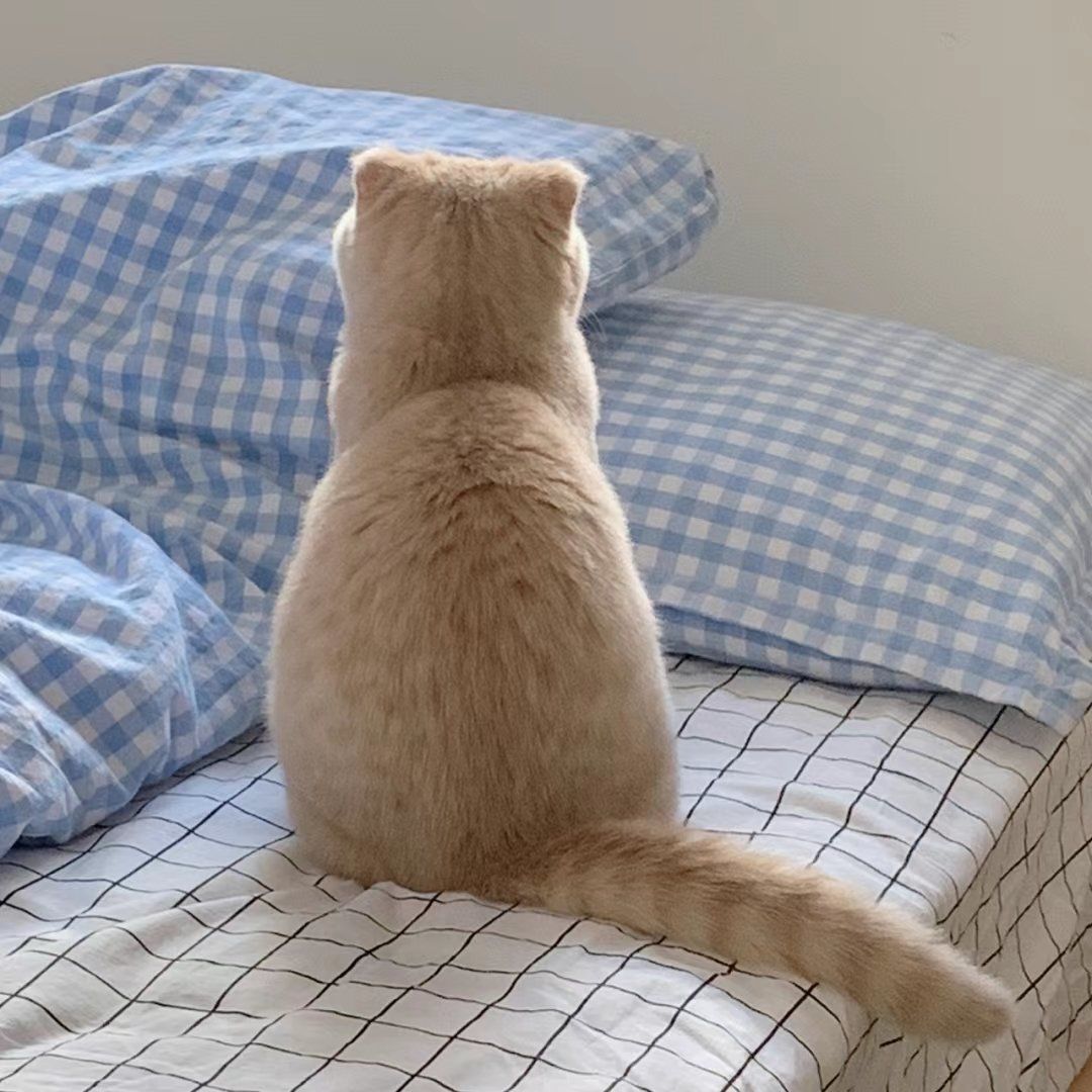 原来猫猫中也有背影杀手