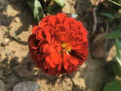 -西京湾花海