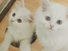 -袖虎·猫馆(体育西路店)