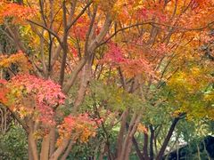 -昆山城市生态森林公园