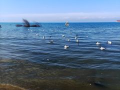 -青海湖国家重点风景名胜区