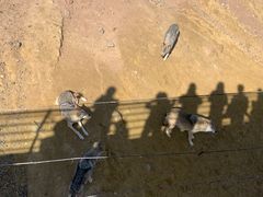 -鄂尔多斯野生动物园