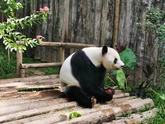 -深圳野生动物园