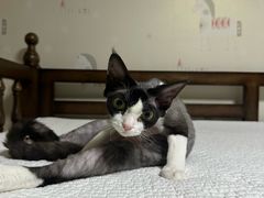 -pd派德宠物中心医院24H急重症·眼科中心·血液透析中心(嵩山北路店)