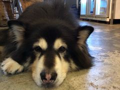 -more than meow吴止猫主题餐厅(承德 中船汇店)