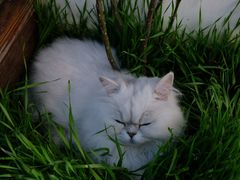 -喵屿·大理花园猫咖