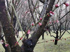 -蜀冈西峰生态公园