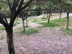 -西安青龙寺遗址景区