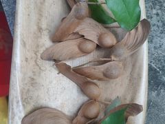 -广西壮族自治区药用植物园
