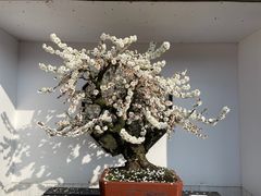 -香雪海