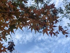 -苏州上方山国家森林公园