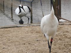 -盐城丹顶鹤湿地生态旅游区
