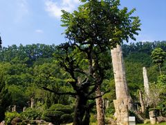 -深圳仙湖植物园-停车场