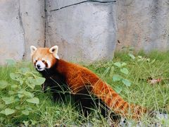 -武汉动物园