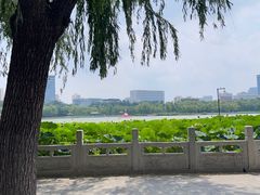 -莲花池公园