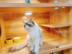 -猫十亿·布偶金渐层·曼基康矮脚猫舍(青年路店)
