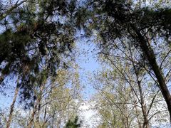 -合肥滨湖国家森林公园