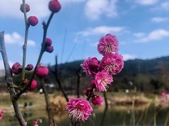 -石塘人家