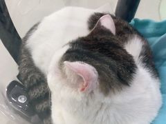 -佳雯宠物医院(金华南路分院)