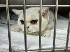 -瑞鹏宠物医院·宠保定点·心脏科·内科(御桥分院)