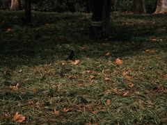 -西清公园