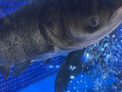 -香山湖渔家大院