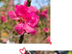 -桃花涧