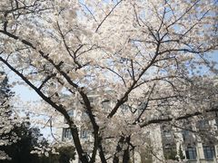 -武汉大学-樱园