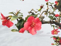 -叁口煮老火锅(东升店)