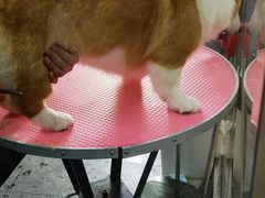 -宠福鑫康馨动物医院·骨科·眼科