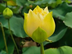 -广州莲花山旅游区