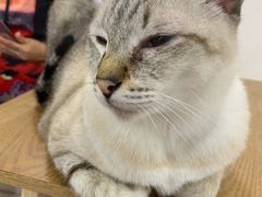 -李小姐の猫咖啡馆(五角场店)