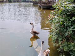 -南湖梦幻岛