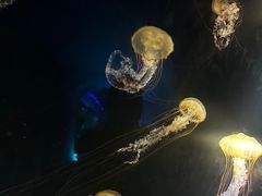 -欢乐海岸海洋奇梦馆
