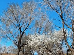 -永定河休闲森林公园